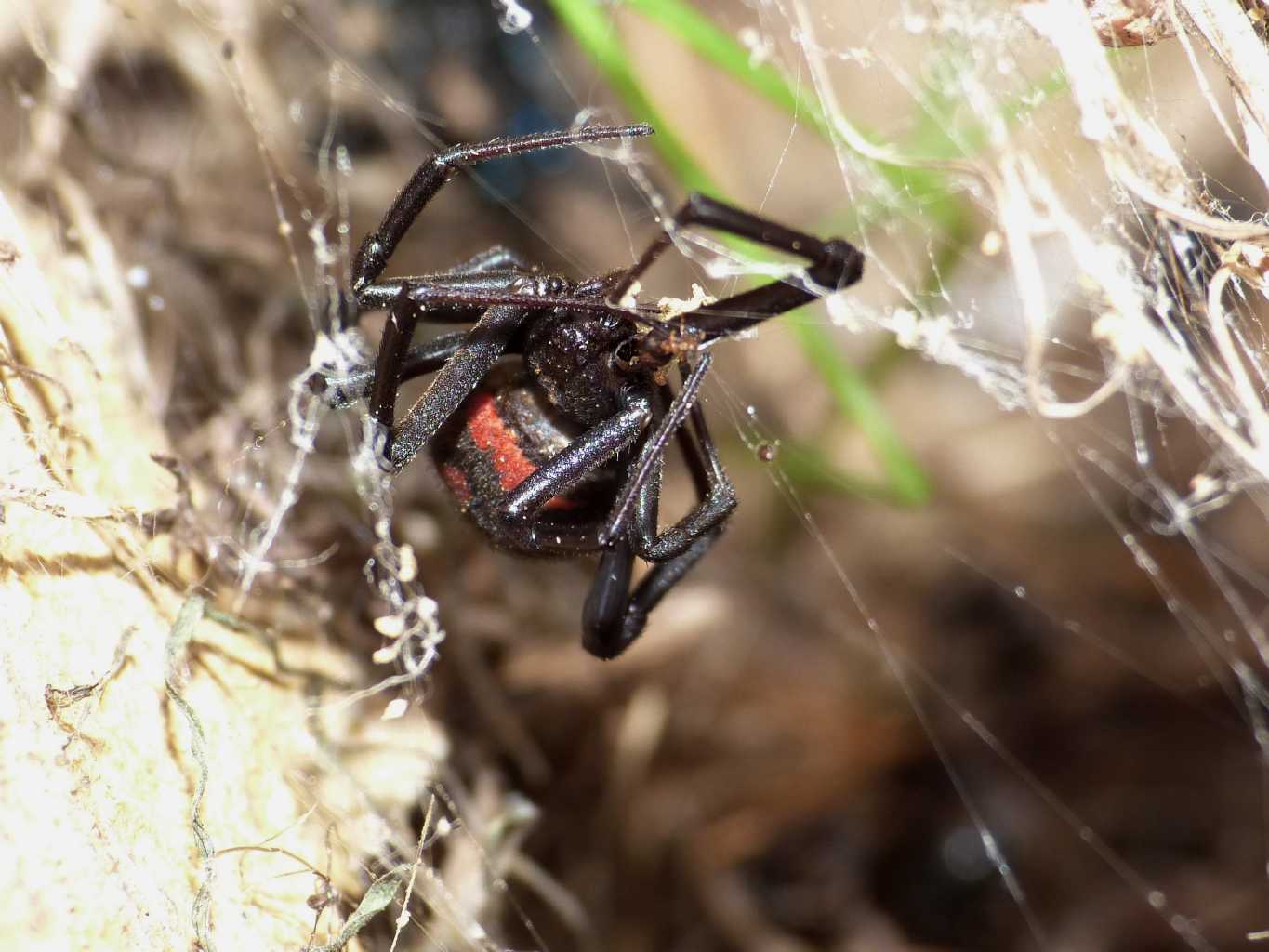 Latrodectus nel Lazio